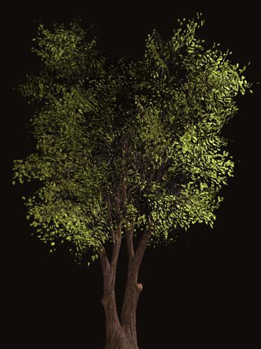 Tree preview image